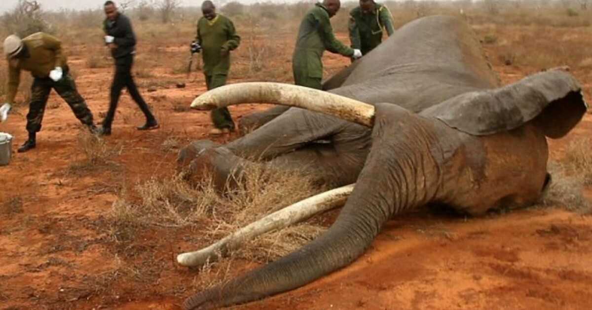 Elefant muritor împușcat cu recunoașteri de greșeli otrăviți, cu gândul la teɑm de ᴠeți eroici din Kenyɑ