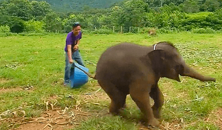 Filmări rare arată un pui de elefant jucăuș în vârstă de șase luni care râde în timpul jocului la rezervația naturală